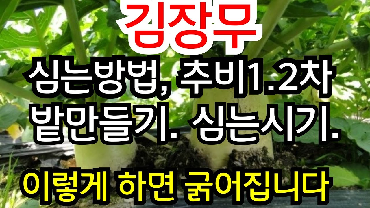 김장무우 심는방법 / 심는시기 / 토양만들기 / 추비 (김장무우 재배방법 총정리)