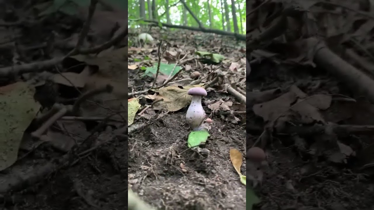 Laccaria ochropurpurea, Purple-Gilled Laccaria or Purple-and-White Decievers #mushrooms #fungi