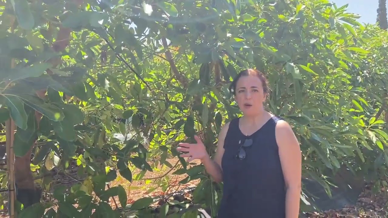 Gestión Integrada de Plagas en cultivo de aguacate [Motril, 22/06/2022]