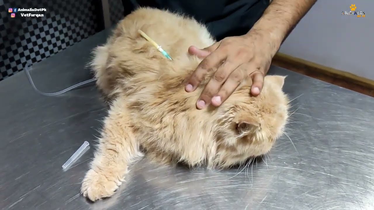 Jild (Skin) mai drip lagany ka Tariqa || Subcutaneous Drips in pets || Animalia Dot Pk