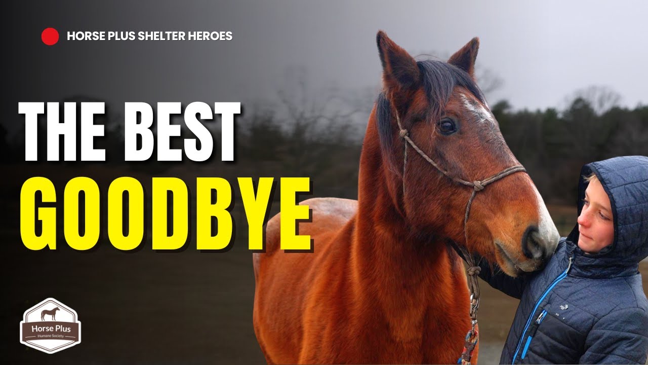 Home for the Holidays Adoption Event | Horse Shelter Heroes - S6 E45