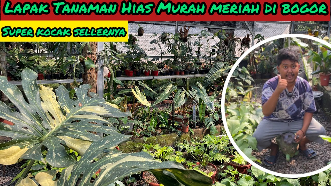 LAPAK TANAMAN HIAS MURAH MERIAH DI BOGOR⁉️ SELLER KOCAK BIKIN NGAKAK