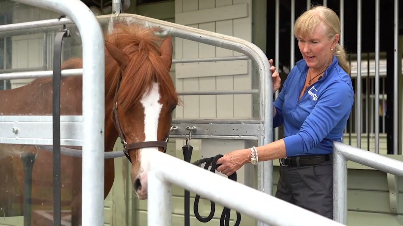 Horse Walks on a Treadmill for the First Time!