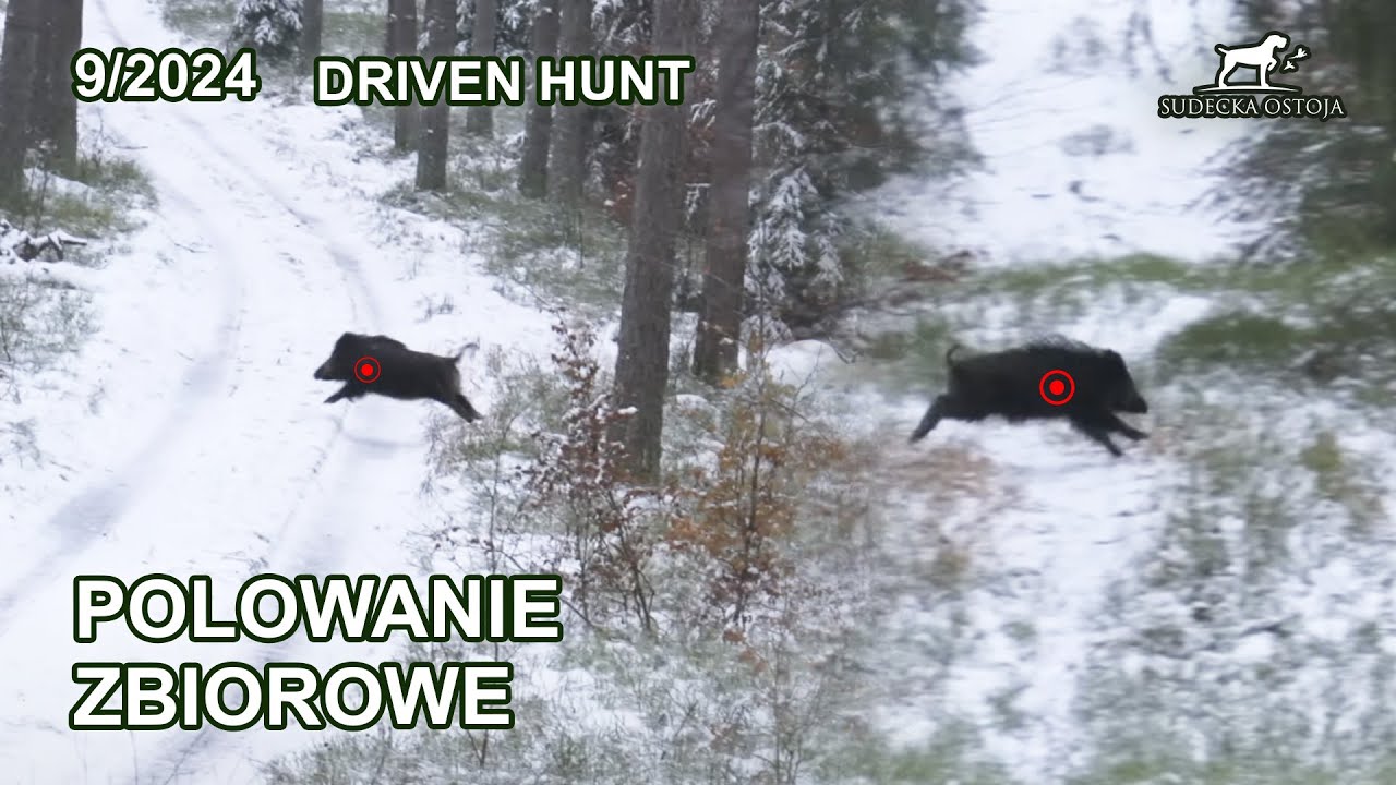 Mazurskie polowanie zbiorowe cz.1 - SUDECKA OSTOJA 9/2024 Driven Hunt in Poland jagd deer
