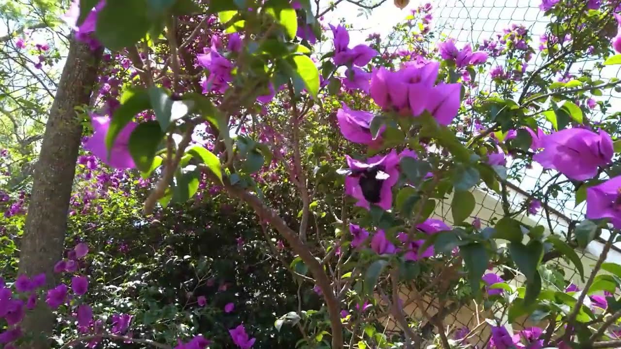 Abejorro en buganvilia