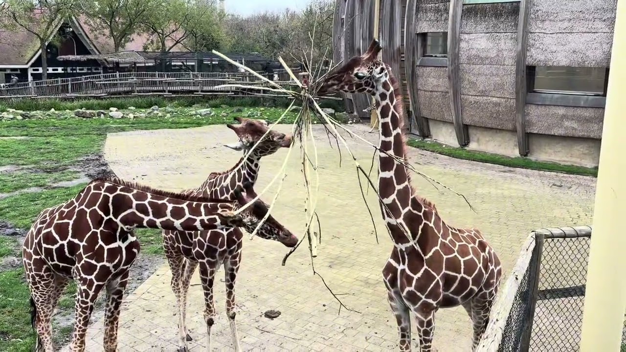Giraffes Eating