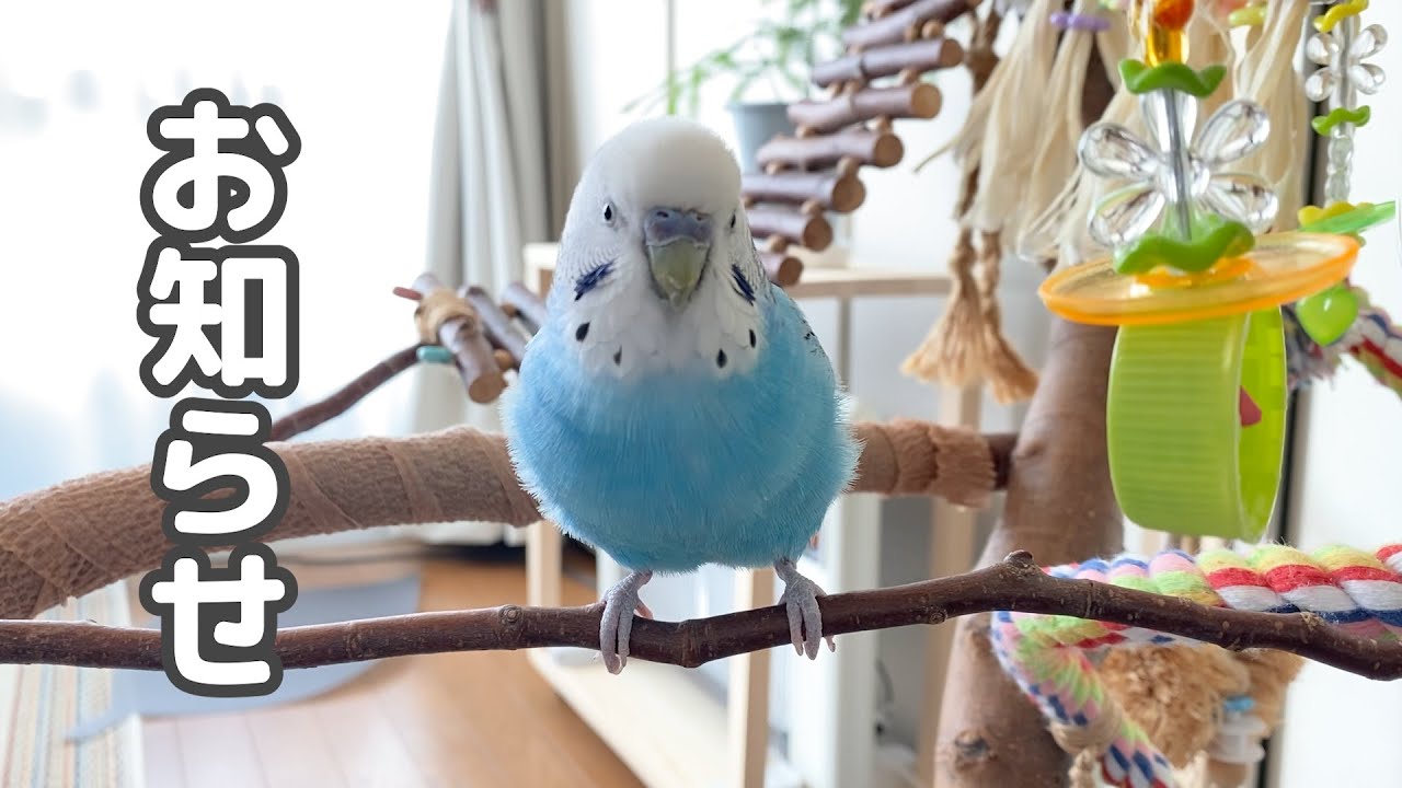 うめがポカポカ星へ帰りました