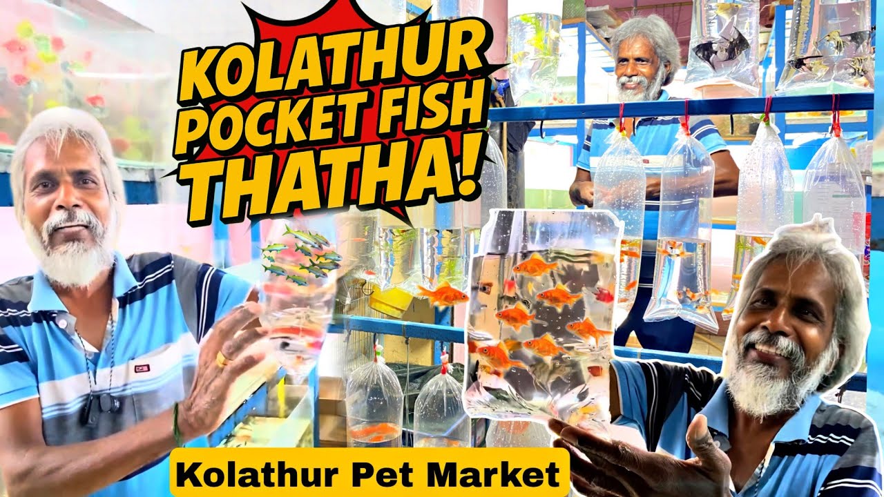 Kolathur Pocket Fish Thatha 2025 🤩 | Chennai’s Biggest Exotic Pet Market Tour! 🛍️🐦🐠 #PetWorld