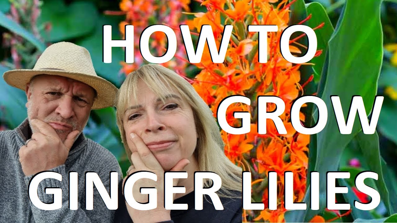 How to Plant and Grow Ginger Lilies - Bare Root Hedychium