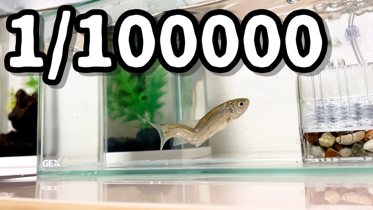 超希少なシャチホコみたいな魚を捕まえたので飼育してみます！