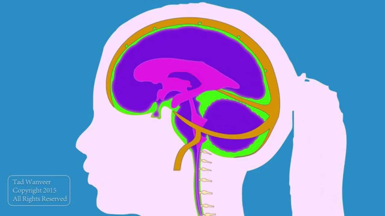 Cerebrospinal fluid flow with audio description.