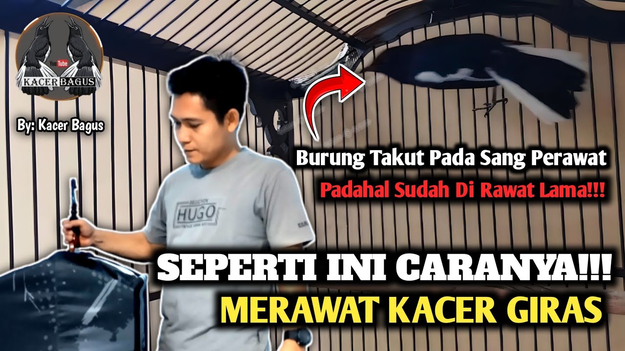 Kacer Giras || Giras Karakter Atau Giras Salah Rawatan || Kacer Buka Ekor Bongkar Materi On Konslet