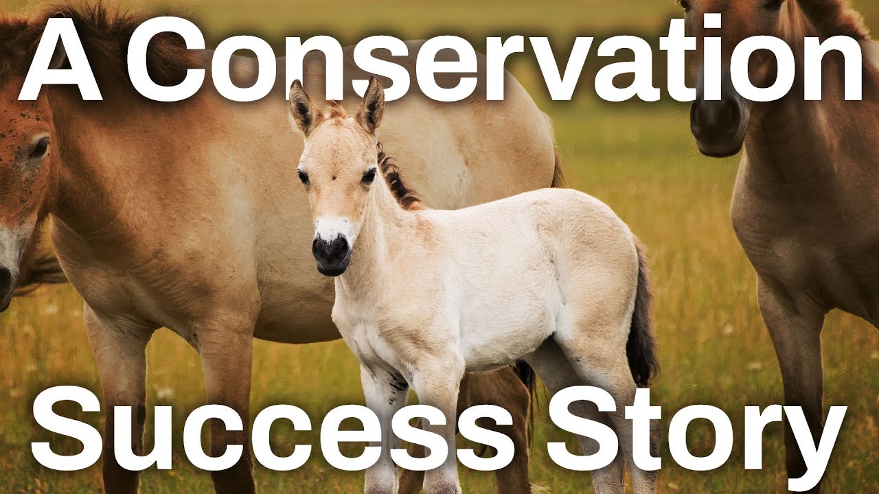 Wild Horses Went Extinct...So Why Are There Still Wild Horses?
