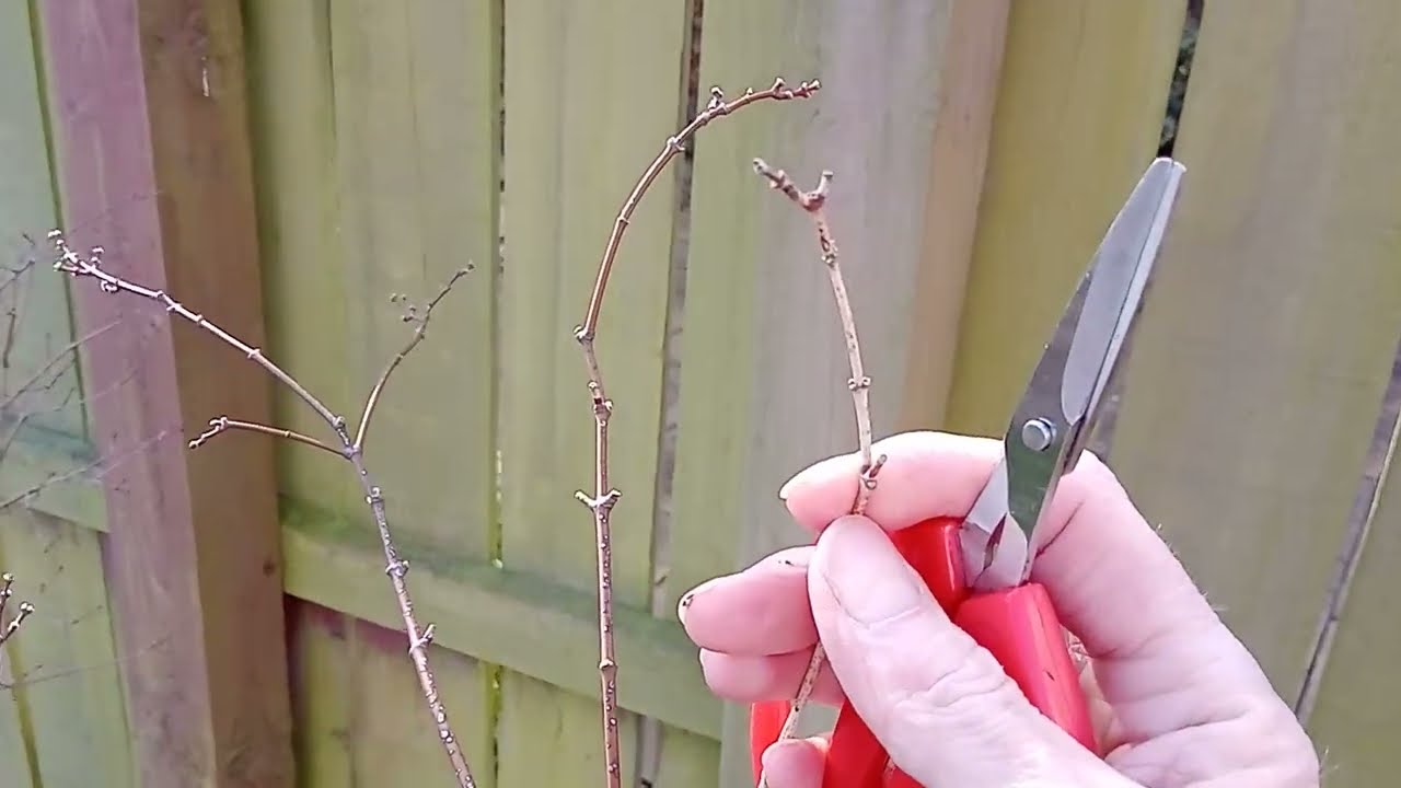 Die-back Pruning For Beginners - Example 1
