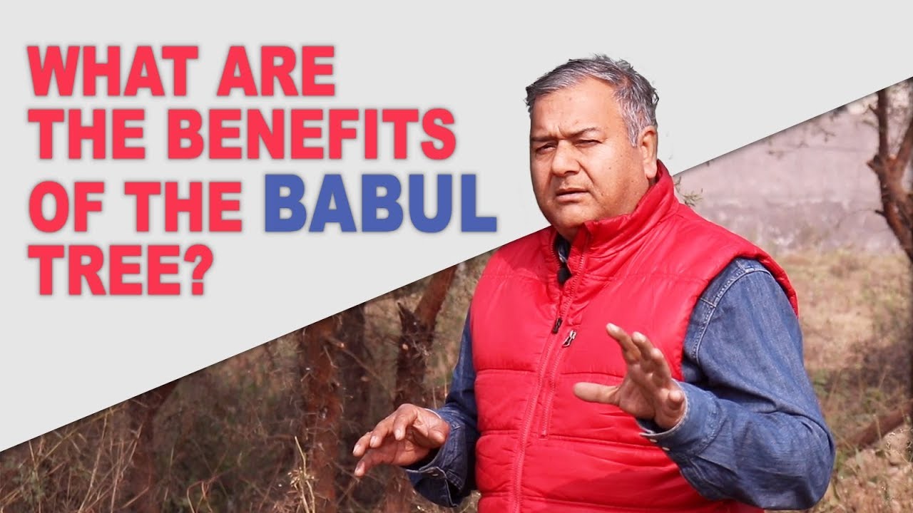 What are the benefits of the Babul tree? | Peepal Baba