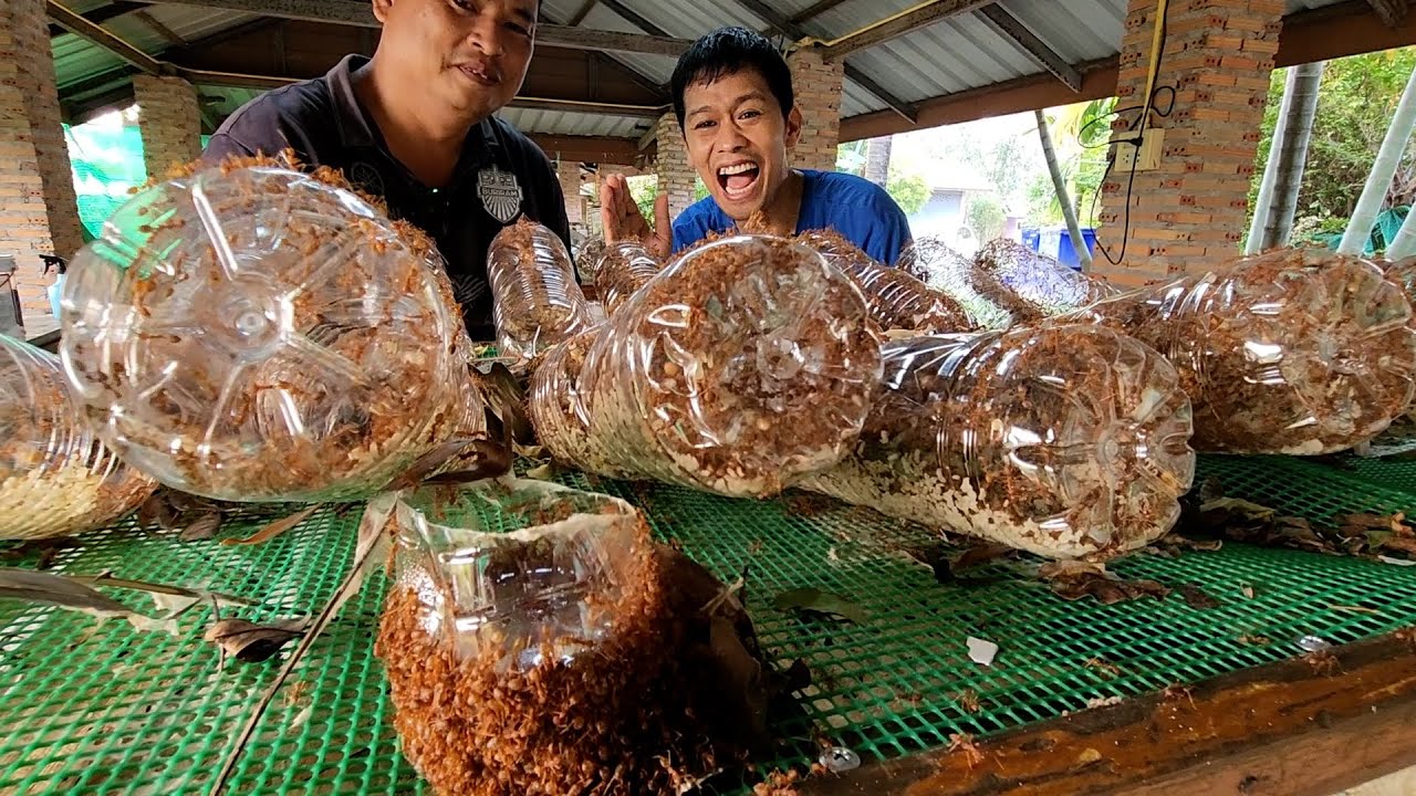 วิธีเลี้ยงมดแดงในขวดน้ำดื่ม | เอิร์ธสดชื่น สร้างอาชีพ - สุรินทร์