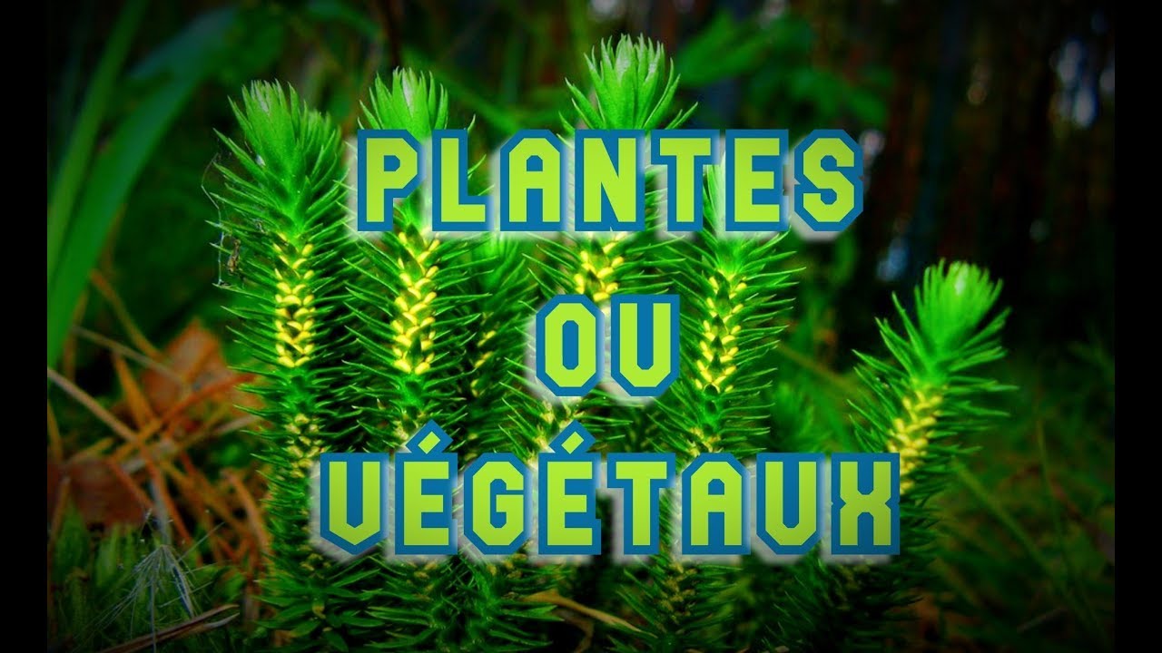 BOTANIQUE #1 : PLANTES OU VÉGÉTAUX ? - une classification phylogénétique en biologie végétale