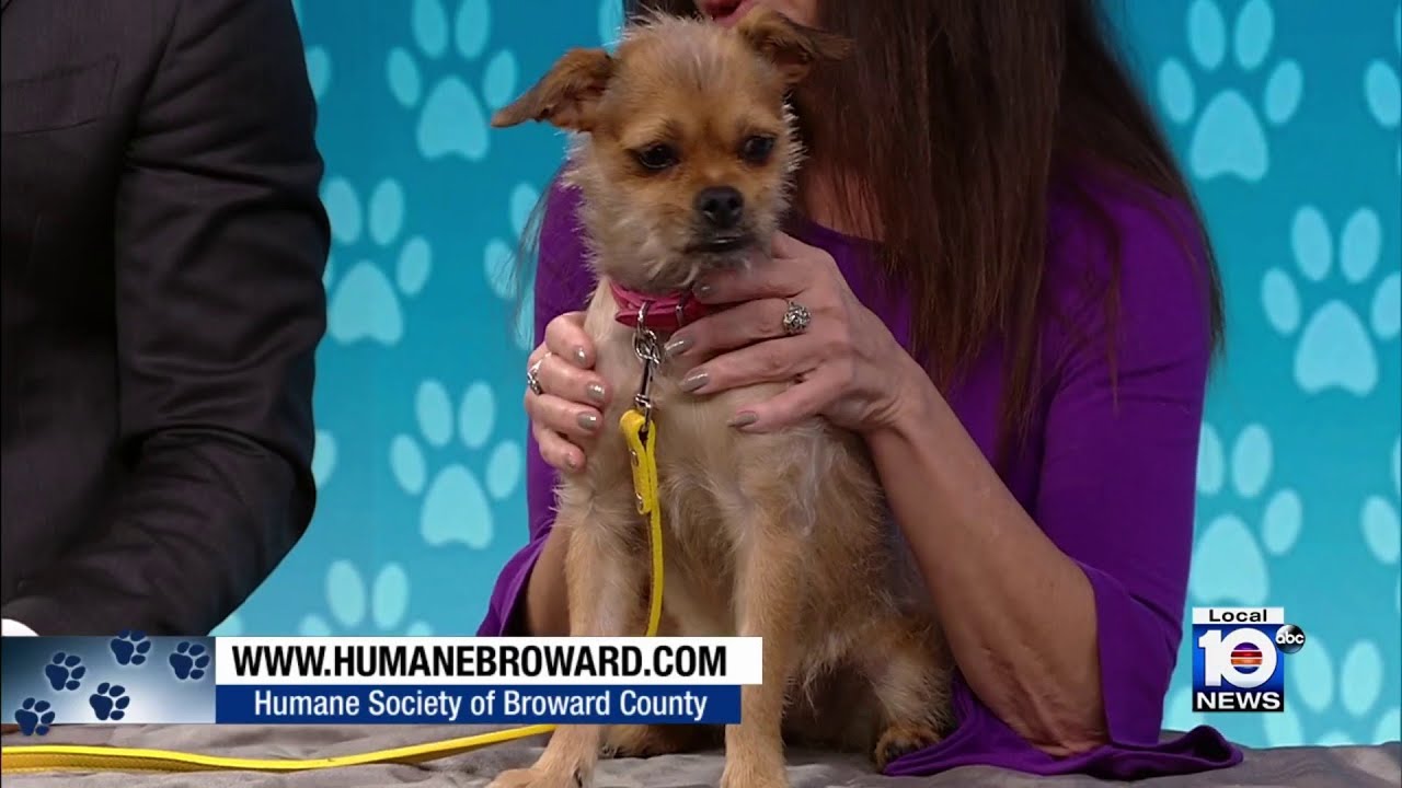 Adopt A Pet: Meet Cleo