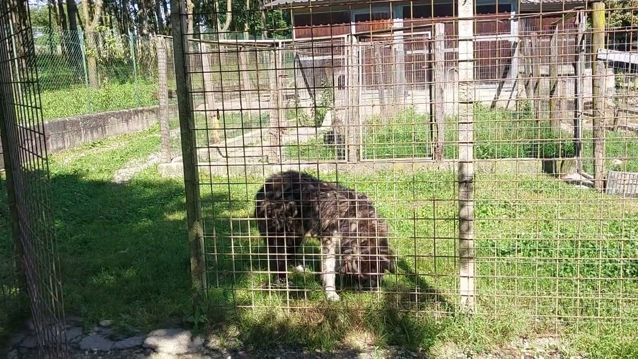 (Video 11) - PUMAS IL TERRIBILE! Ecco perché non lo avete più visto al mio fianco nei video!