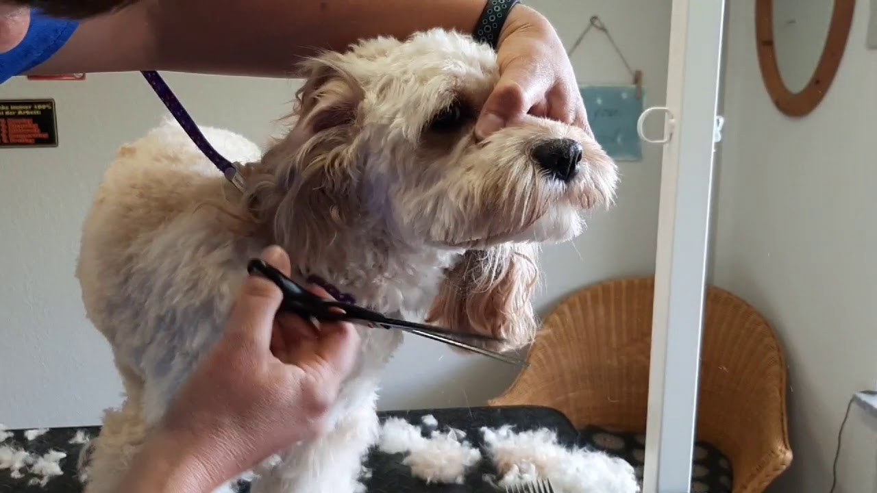 Cockapoo 