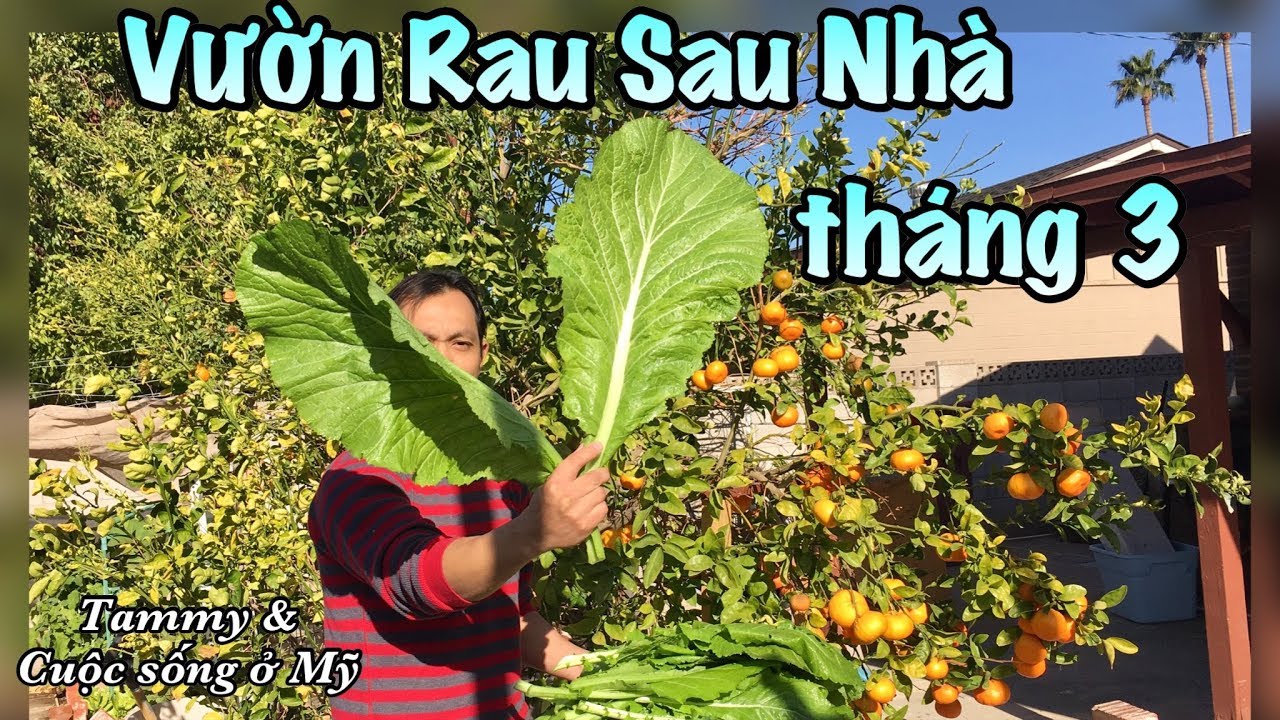 VỪƠN RAU QUẢ XỨ MỸ THÁNG 3 - Cuộc sống ở Mỹ - Thu Hoạch Vườn Rau Sau Nhà
