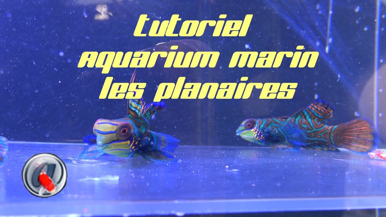 Tutoriel Aquarium marin les Planaires