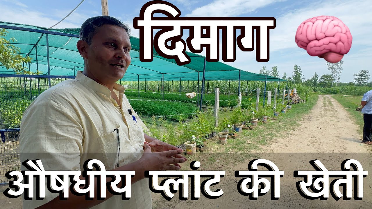 औषधीय पौधों की खेती (Medicinal Plants Farming) पौधों की खेती #vikaschoudhary