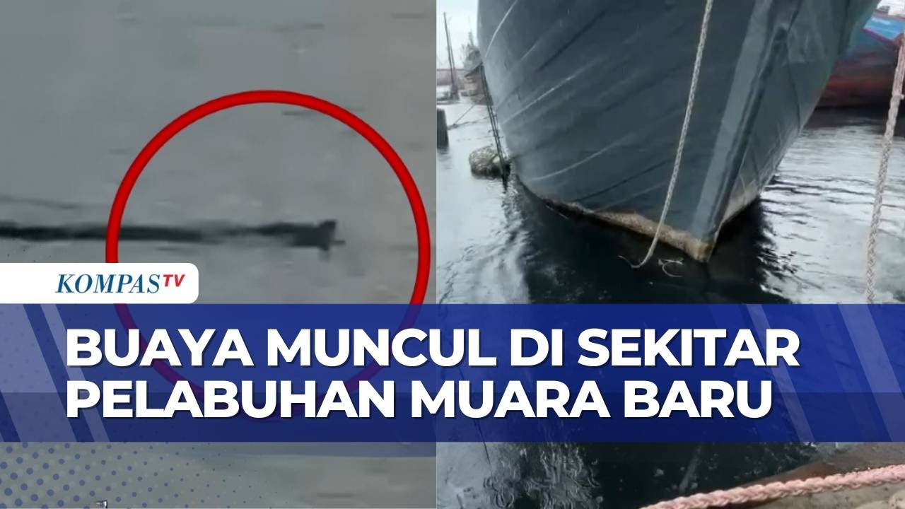 Kemunculan Buaya di Sekitar Pelabuhan Muara Baru Picu Kekhawatiran Nelayan| KOMPAS PETANG