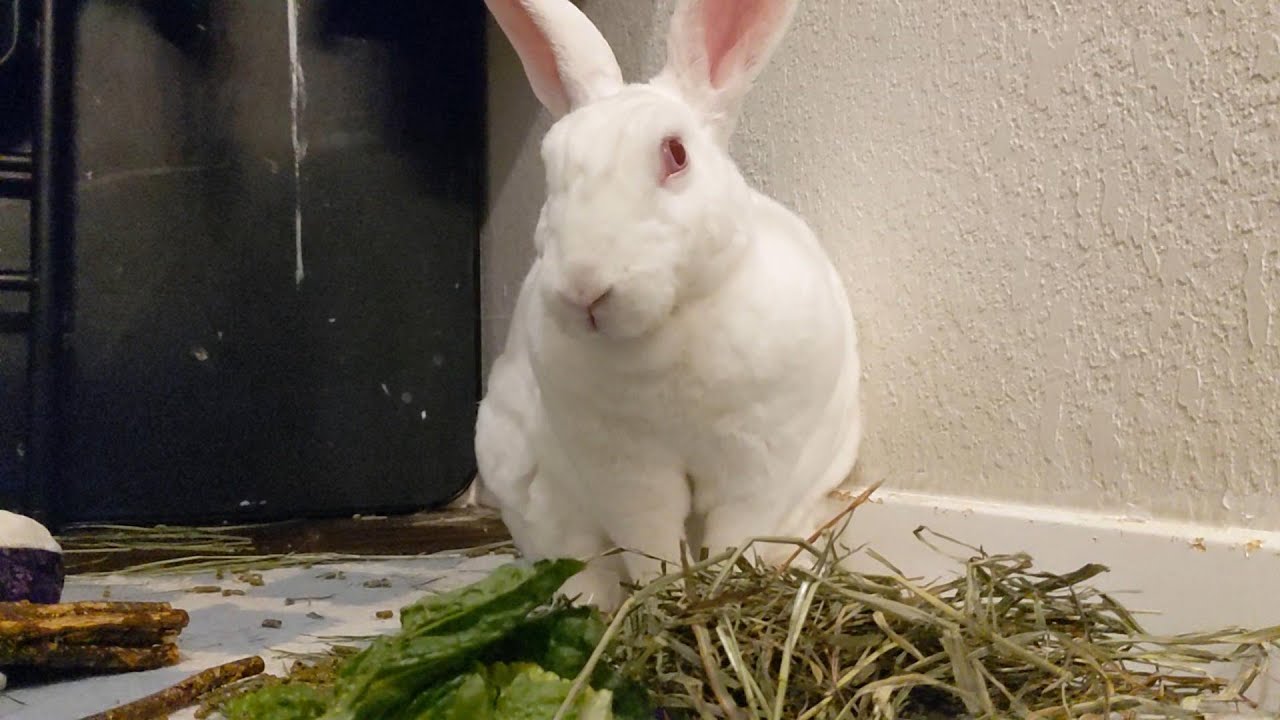 Snowdrop Health Update 2: Doing Better, but Not In The Clear Yet