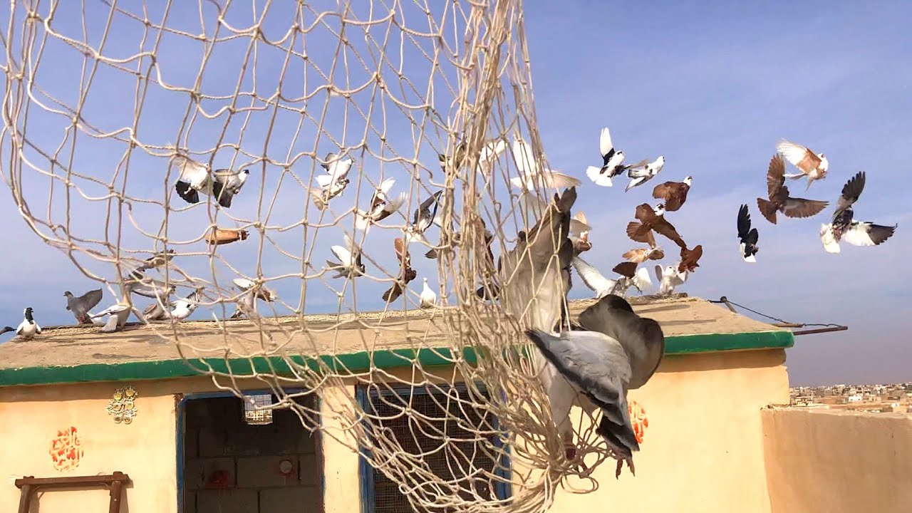 صيد اليوم احلى طير حمام عمري مغبر داير