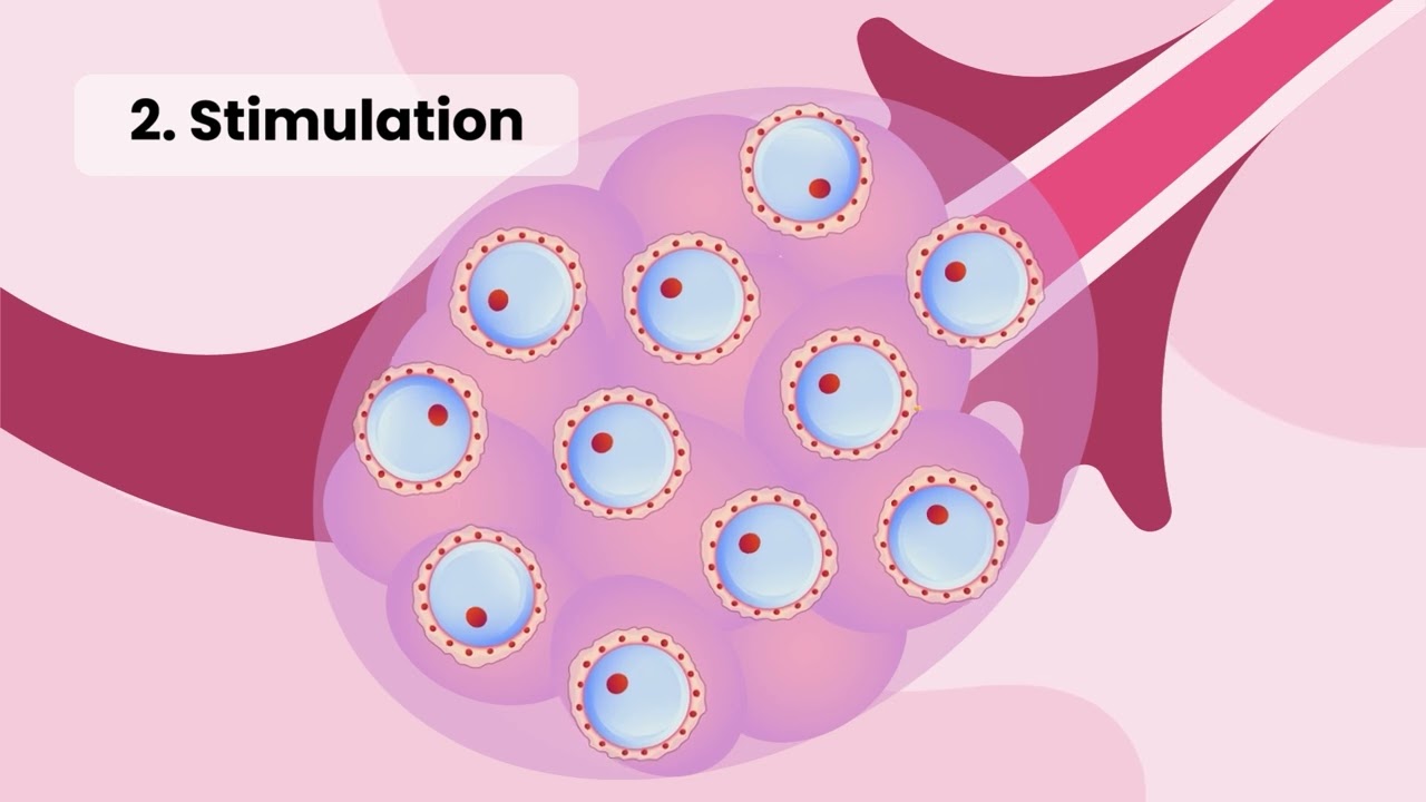 Controlled Ovarian Stimulation