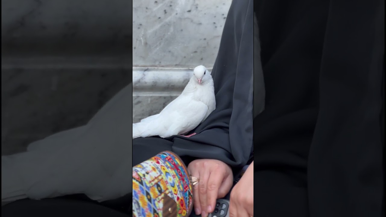 Story - Lovely Pigeon on the hand of a Pilgrim in the Holy Shrine of Imam Reza (as)