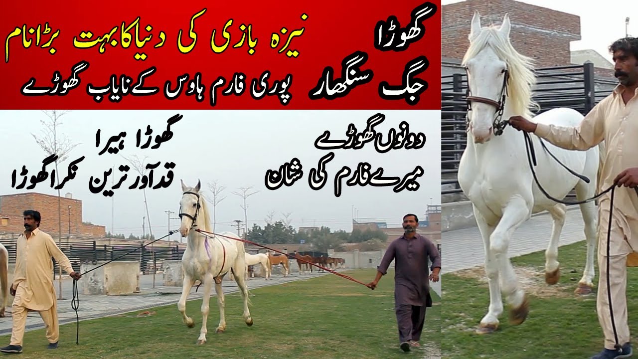 Jaag Singhaar Horse || Beautiful horse of Puri Stud farm || گھوڑا جگ سنگھار || نیزہ بازی کا شاہکار