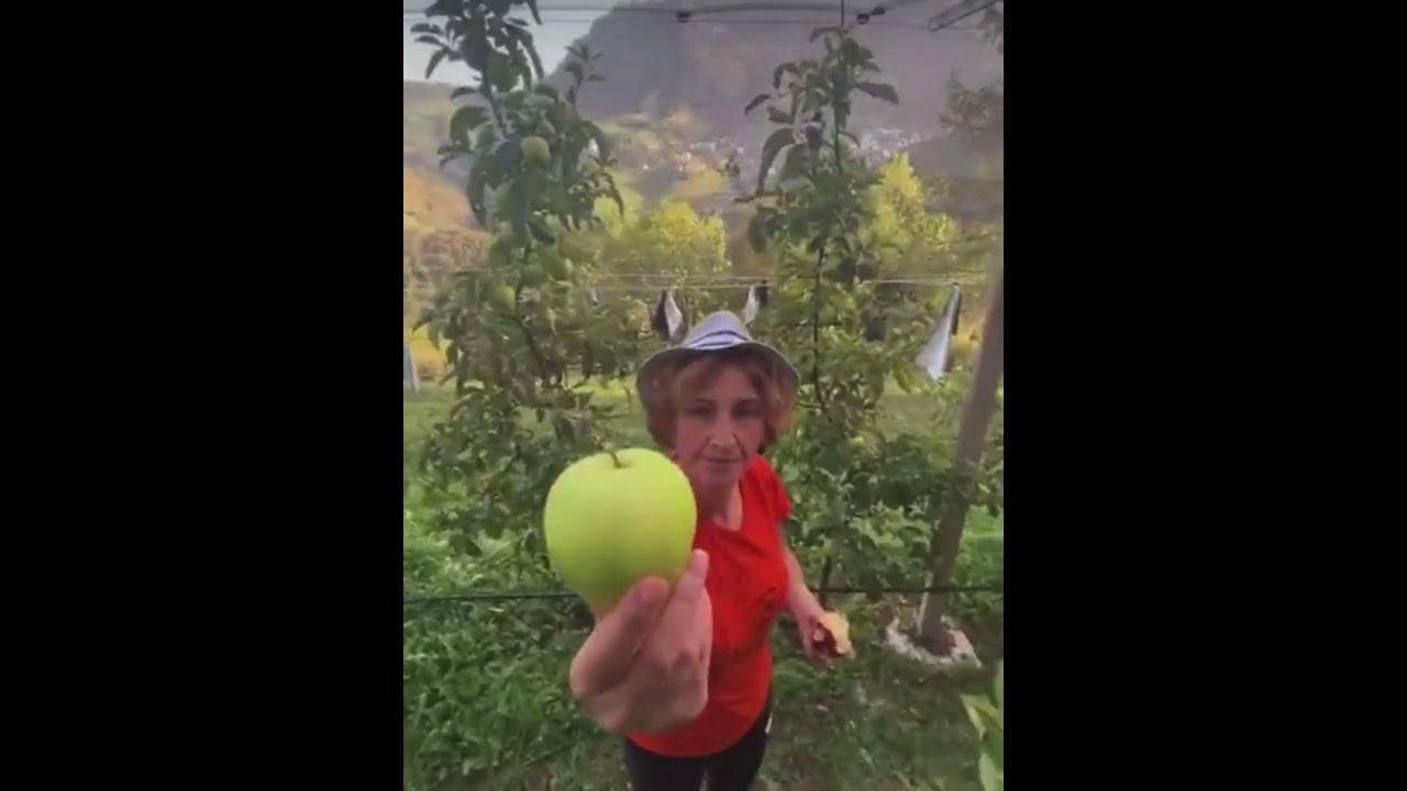 RACCOLTA MELE DI ZORZONE, NON PERDETE IL VIDEO DELLA DIRETTA DI OGGI CON STEFANO.