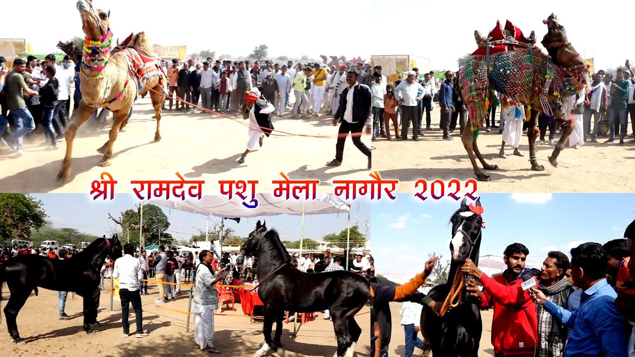 ऊंट ने डांस से मन मोहा - घोड़े ने अपनी खूबसूरती से / नागौर पशु मेला 2022 परवान पर