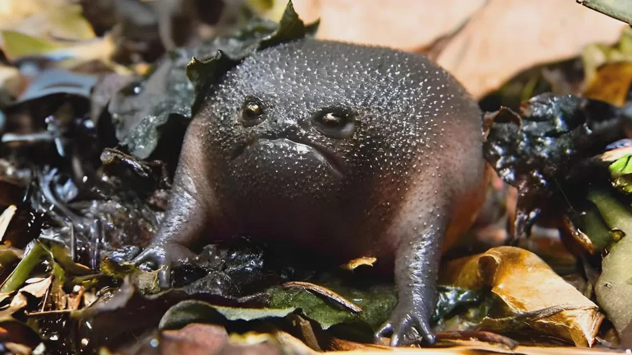 10 ranas que no vas a creer que existen!