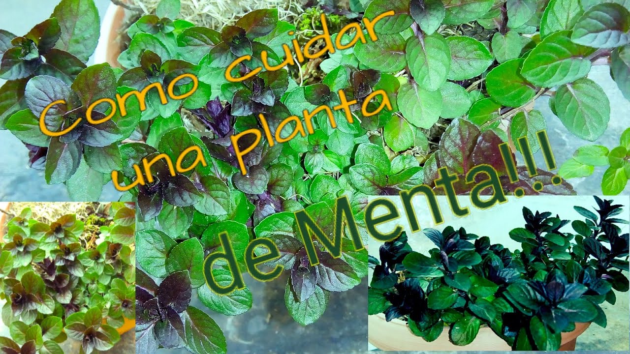 MENTA | CUIDADOS | TIPS | COMO CUIDAR A TU PLANTA DE MENTA EN MACETA | 🍃🍂🌿