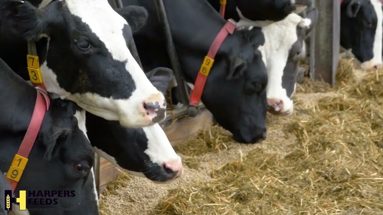 Transition cow management