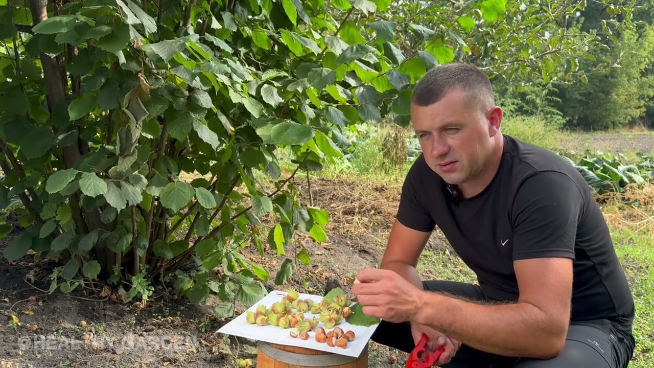 Фундук Каталонський — один із найкращих сортів для вирощування 🌰🌿