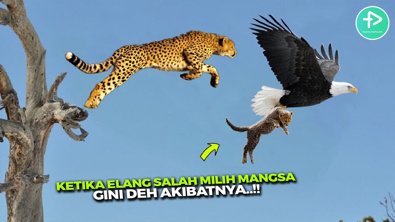 Ini Bukti Predator Darat Lebih Ganas Daripada Elang! Detik detik Anak Citah Diterkam, Ini Balasannya