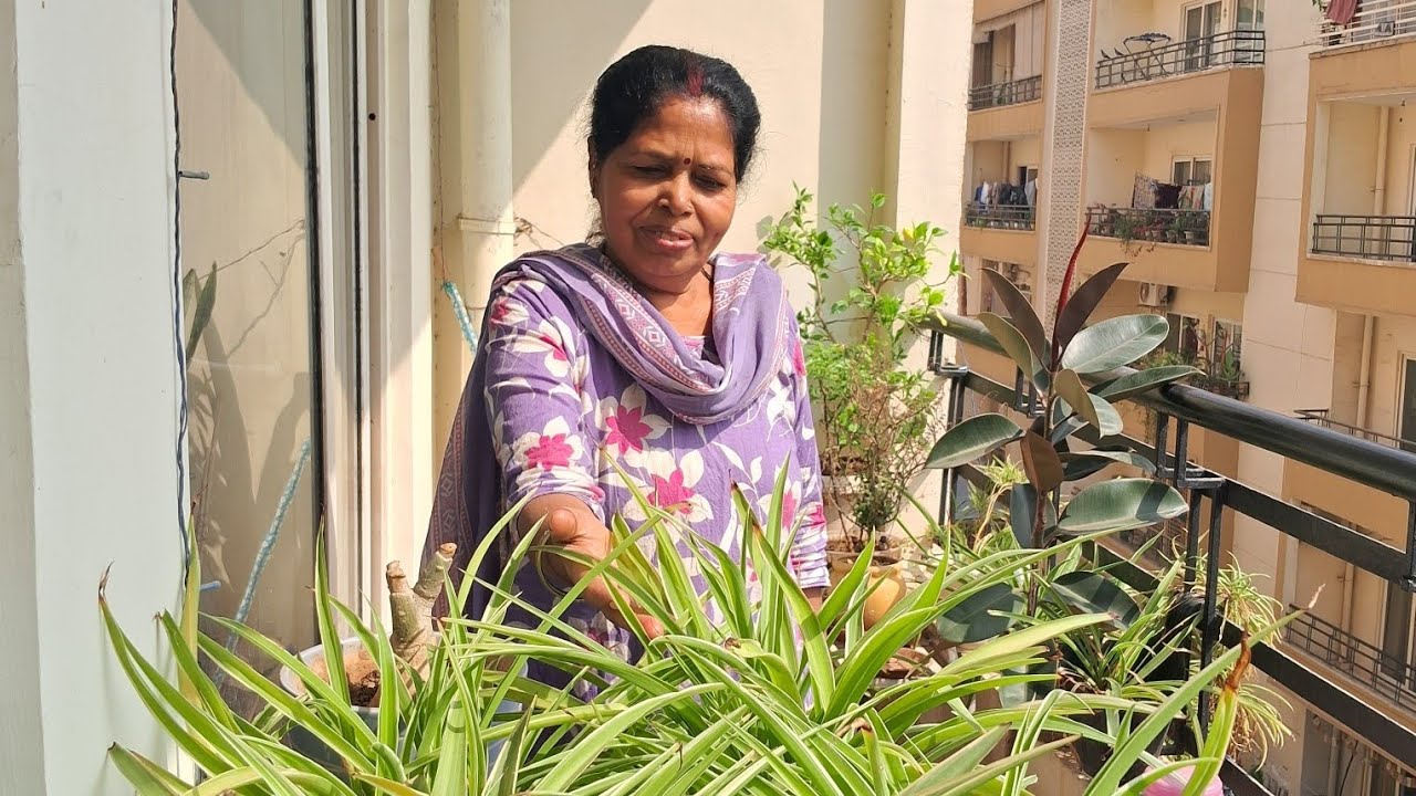 घर की हवा को साफ करने वाला  beautiful plant  spider plant full  information 