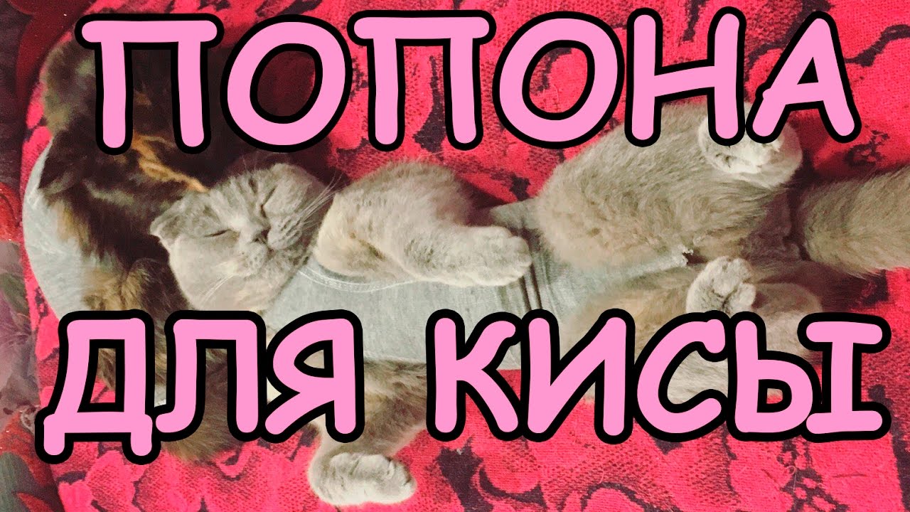 Попона для кошки из носка или чулка своими руками