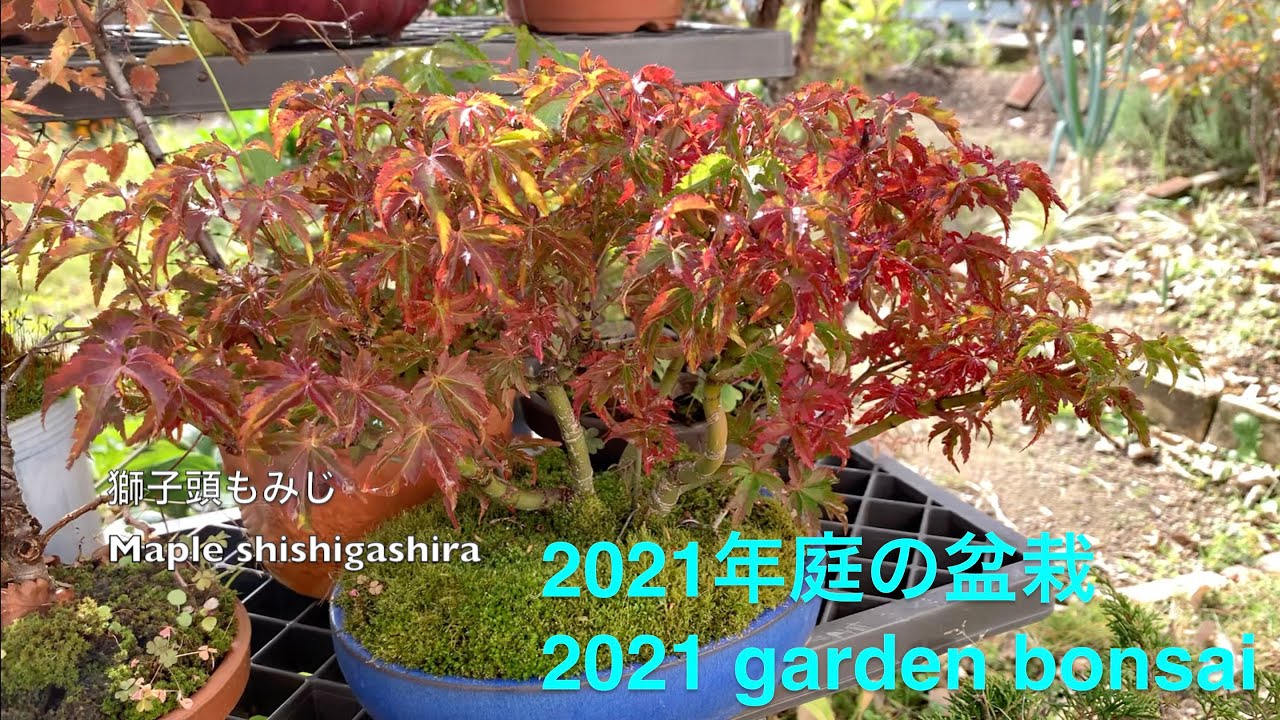 2021年庭の盆栽 2021 garden bonsai