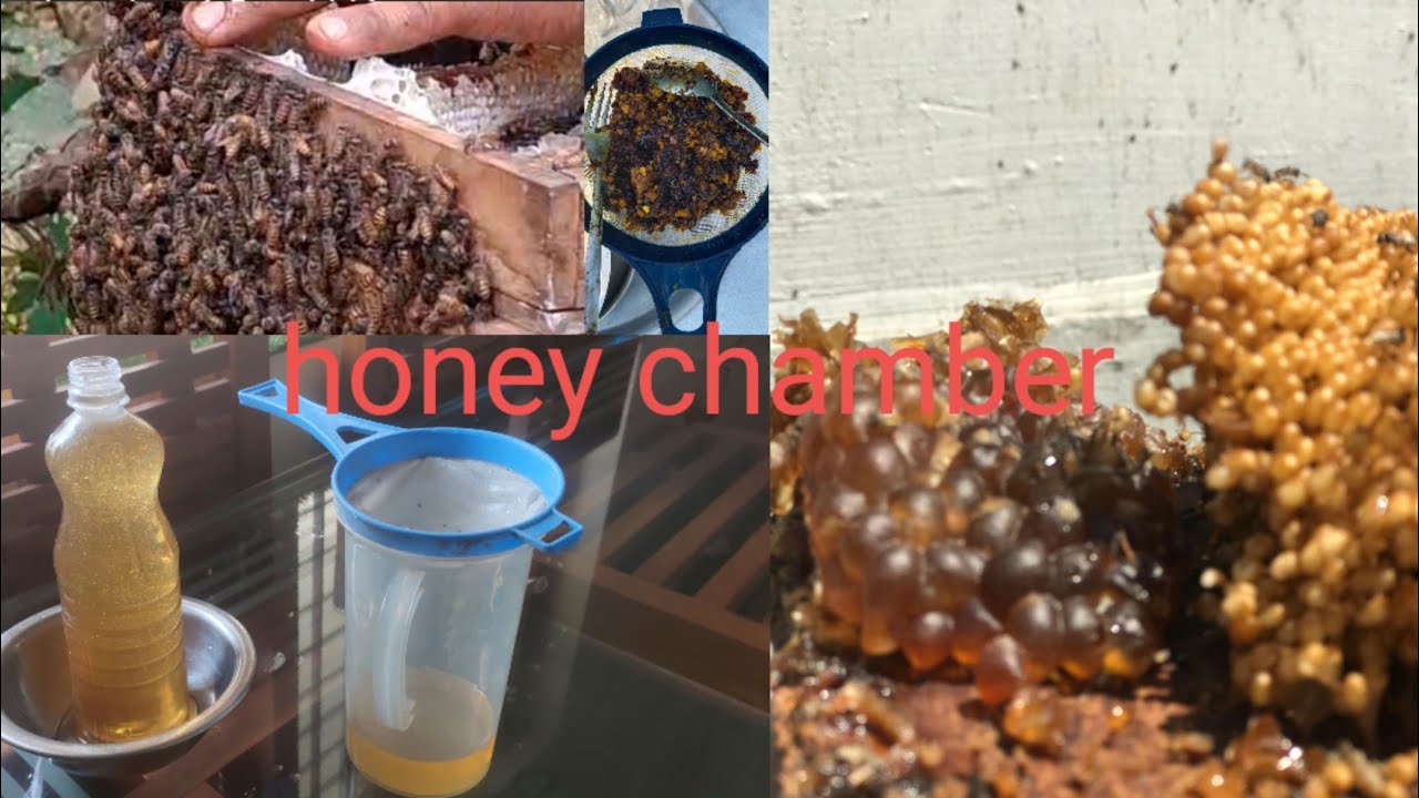 March 3, 2026honey chamber 