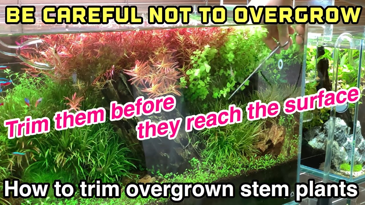 How to properly trim an overgrown stem plants like rotala and its process! ADA natureaquarium tank