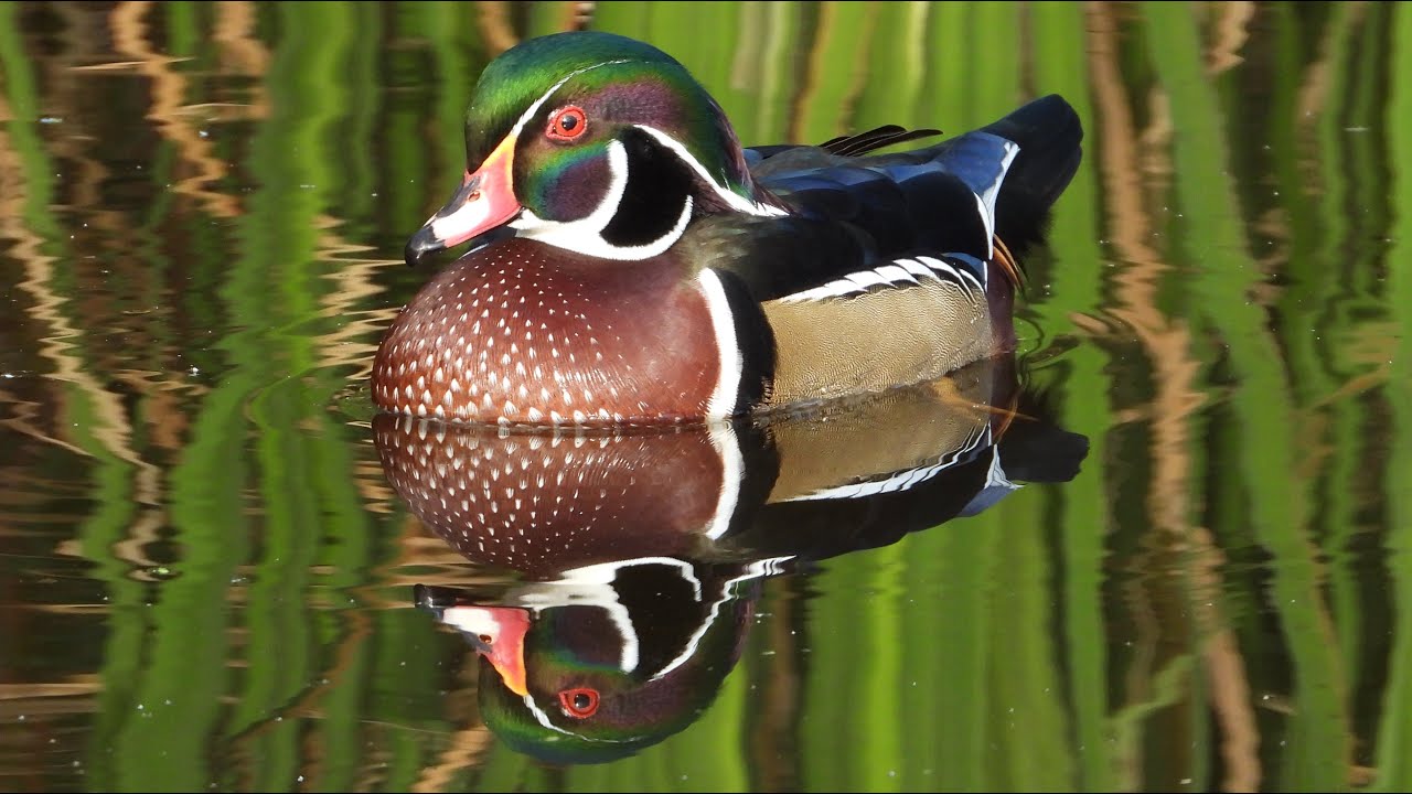 Canard branchu, cri / Wood Duck, call