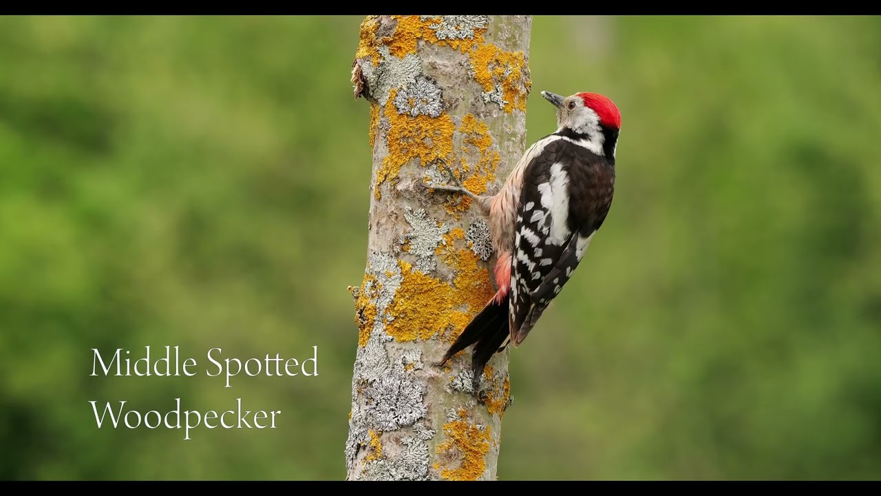 Woodpeckers and some other Passerines of Spain, 4k with natural sound.