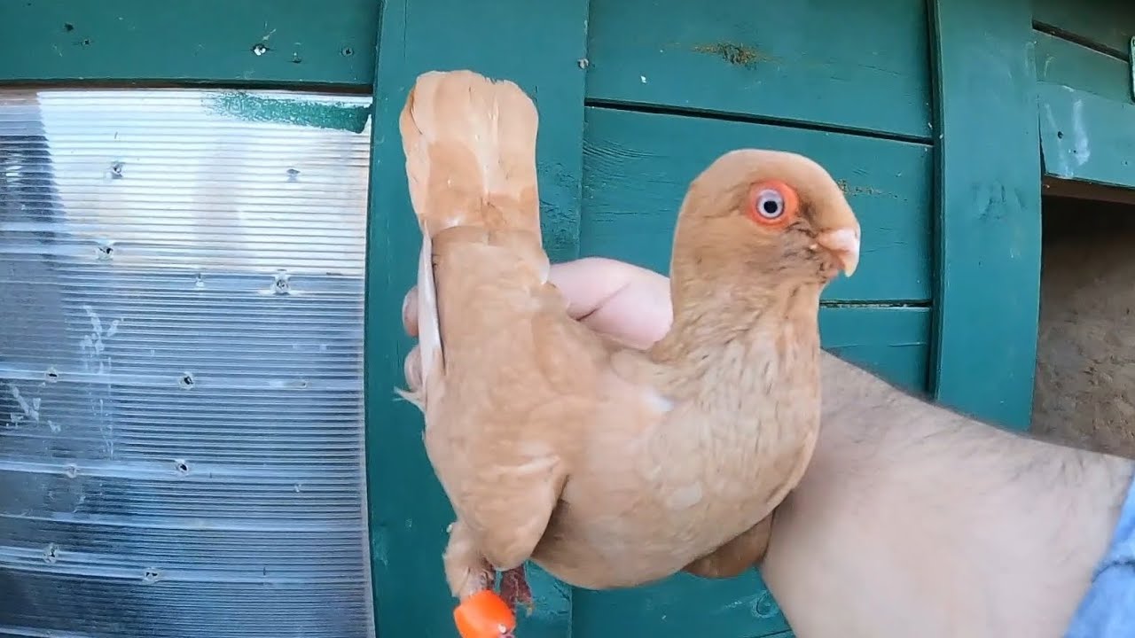 اجاني جوزين مخاليف عالاول  وبلشنا بكرش فراخ القرابطه السود #vilogpigeon 
