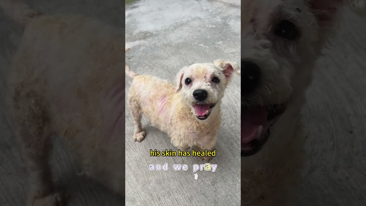 From Pain to Hope Rescue Dog&rsquo;s Smile After Healing at Shelter  Stray Dog Rescue Story