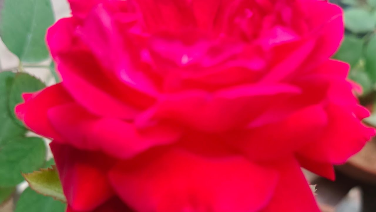 good afternoon doston mere live vlog me sabhi ka swagat hai ❤️🫰🏻🌹🌷